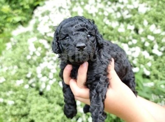 Özel Black Orji̇nal Toy Poodle Bebeği̇mi̇z görsel