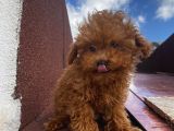 Aşılı Pasaportlu ToyPoodle Bebeklerimiz