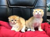 Renk Renk Scottish Fold Yavrularımız