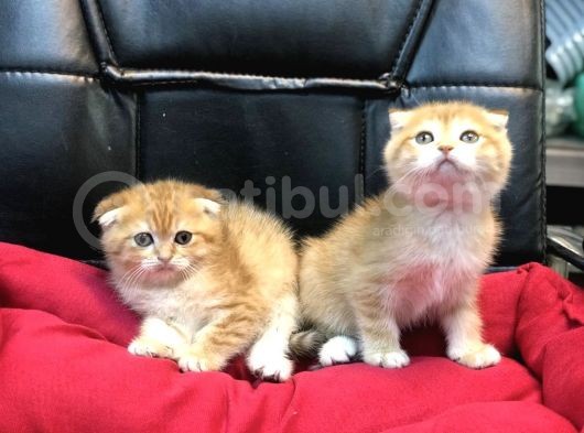Renk Renk Scottish Fold Yavrularımız