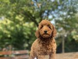 A Kali̇te Red Poodle Aşili Bebekler