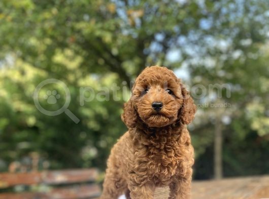 A Kali̇te Red Poodle Aşili Bebekler
