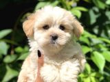 Baby Face Maltıpoo Yavrularımız