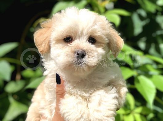 Baby Face Maltıpoo Yavrularımız görsel