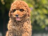 Red Toy Poodle Bebekler