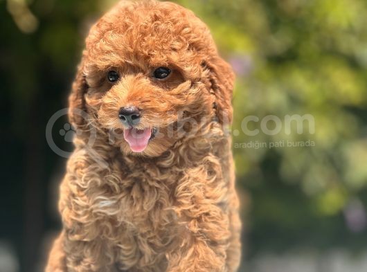Red Toy Poodle Bebekler görsel