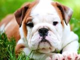 Süper Anatomi English Bulldog Yavrular