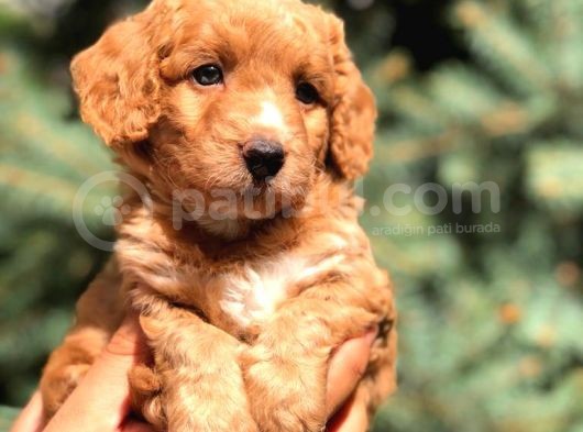 Poodle Görselinde Maltıpoo görsel