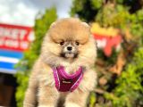 Pomerani̇an Boo Bebekleri̇mi̇z