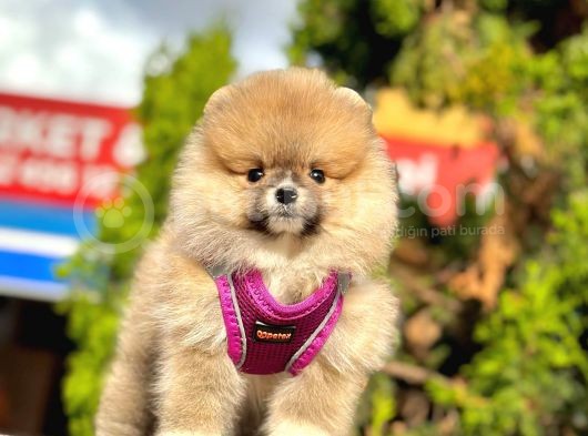 Pomerani̇an Boo Bebekleri̇mi̇z görsel
