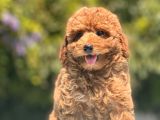 Red Toy Poodle Bebekler
