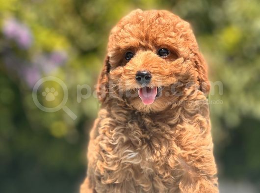Red Toy Poodle Bebekler