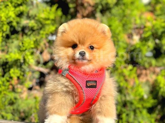 Süper Kali̇te Pomerani̇an Boo Yavrulari görsel