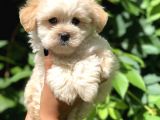 Baby Face Maltıpoo Yavrularımız