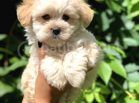 Baby Face Maltıpoo Yavrularımız görsel