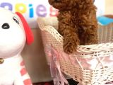Toy Poodle Redbrown Kahverengi Safkan Garantili Orjinal