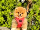 Süper Kali̇te Pomerani̇an Boo Yavrulari