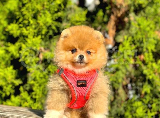 Süper Kali̇te Pomerani̇an Boo Yavrulari görsel