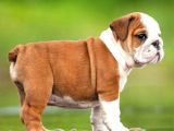 Süper Anatomi English Bulldog Yavrular
