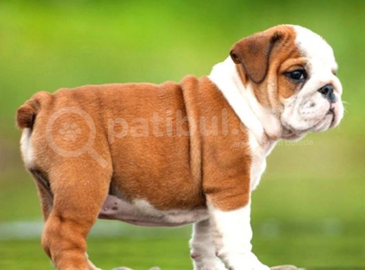 Süper Anatomi English Bulldog Yavrular görsel