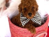 Toy Poodle Redbrown Kahverengi Safkan Garantili Orjinal