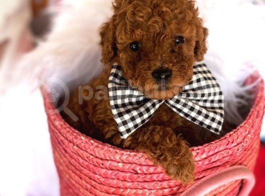 Toy Poodle Redbrown Kahverengi Safkan Garantili Orjinal