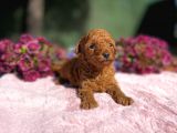 Fci̇ Şecereli̇ Toy Poodle