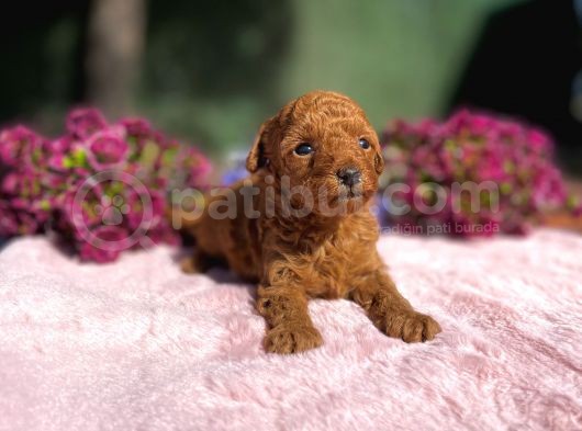 Fci̇ Şecereli̇ Toy Poodle görsel