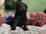 Irk Garantili Black Toy Poodle