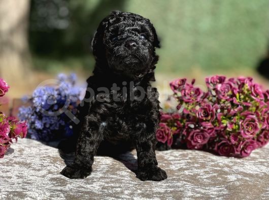 Irk Garantili Black Toy Poodle görsel