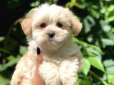 Baby Face Maltıpoo Yavrularımız