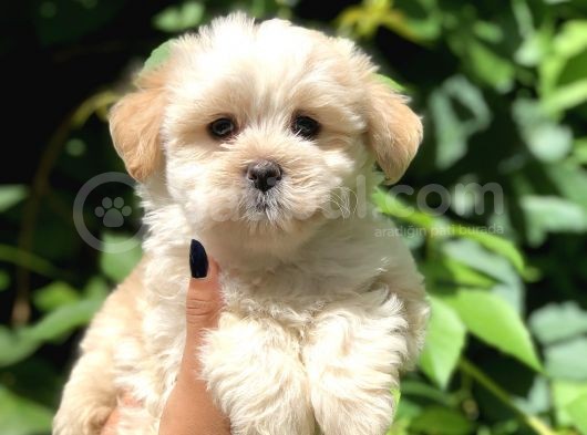 Baby Face Maltıpoo Yavrularımız
