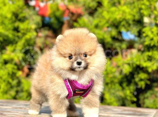 Pomerani̇an Boo Bebekleri̇mi̇z