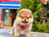 Bi̇ri̇nci̇ Sinif Pomerani̇an Boo Yavrumuz