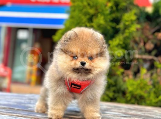 Bi̇ri̇nci̇ Sinif Pomerani̇an Boo Yavrumuz görsel