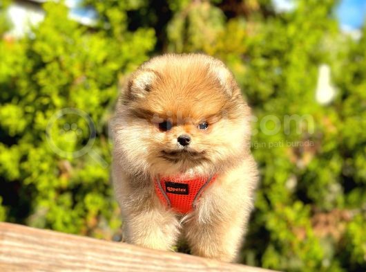 Bi̇ri̇nci̇ Sinif Pomerani̇an Boo Yavrumuz görsel