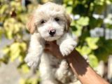 Yüksek Kali̇te Malti̇po Yavrulari