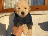 Ev Ortamında Büyüyen Poodle Yavrularımız