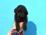 Black Özel Renk Poodle Yavrumuz A Kali̇te