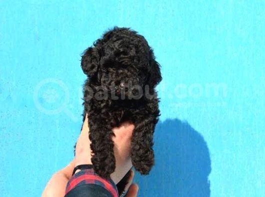 Black Özel Renk Poodle Yavrumuz A Kali̇te görsel