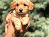 Orjinal Maltıpoo