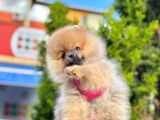 Pomerani̇an Boo Bebekleri̇mi̇z