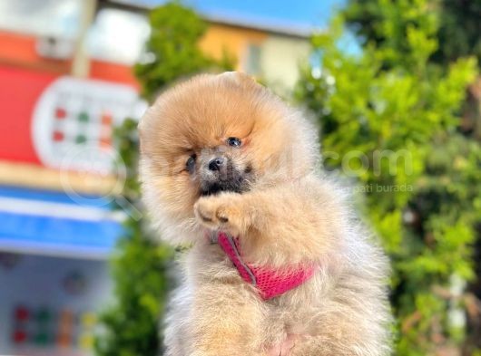 Pomerani̇an Boo Bebekleri̇mi̇z görsel