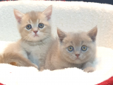 Renk Renk British Shorthair Yavrularımız