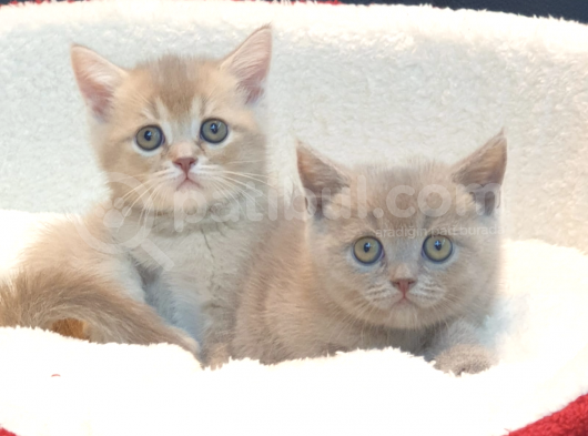 Renk Renk British Shorthair Yavrularımız görsel