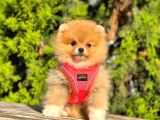 Süper Kali̇te Pomerani̇an Boo Yavrulari