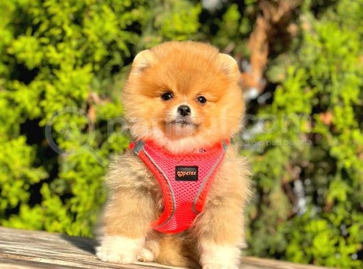 Süper Kali̇te Pomerani̇an Boo Yavrulari görsel