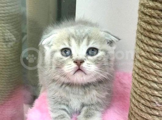 Renk Renk Scottish Fold Yavrularımız görsel