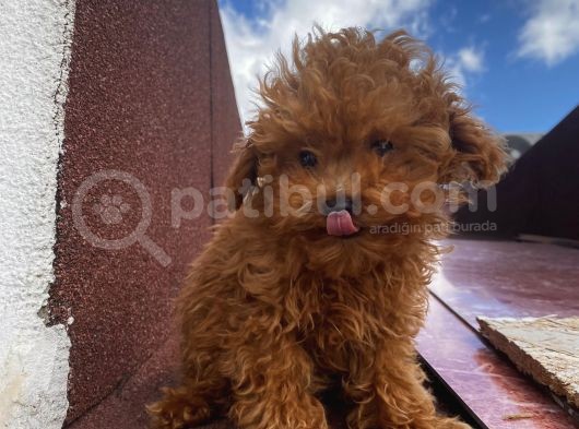 Ev Doğumlu Toypoodle Bebişlerimiz görsel