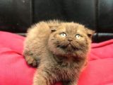 Renk Renk Scottish Fold Yavrularımız